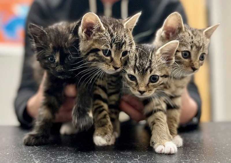 Carousel Slide 2: Cat veterinarians